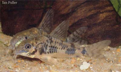 Corydoras sp. C114